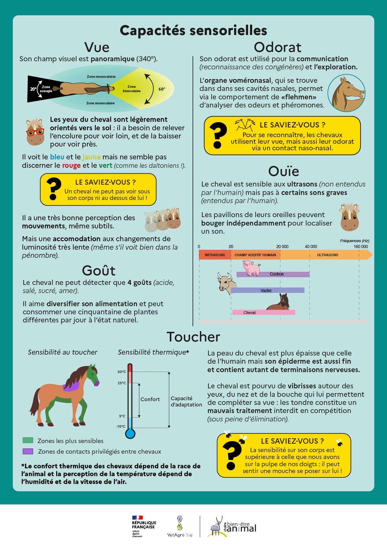 découvrez les conseils clés pour élever des chevaux colorés avec succès, du choix des races aux soins spécifiques pour préserver leur beauté unique.