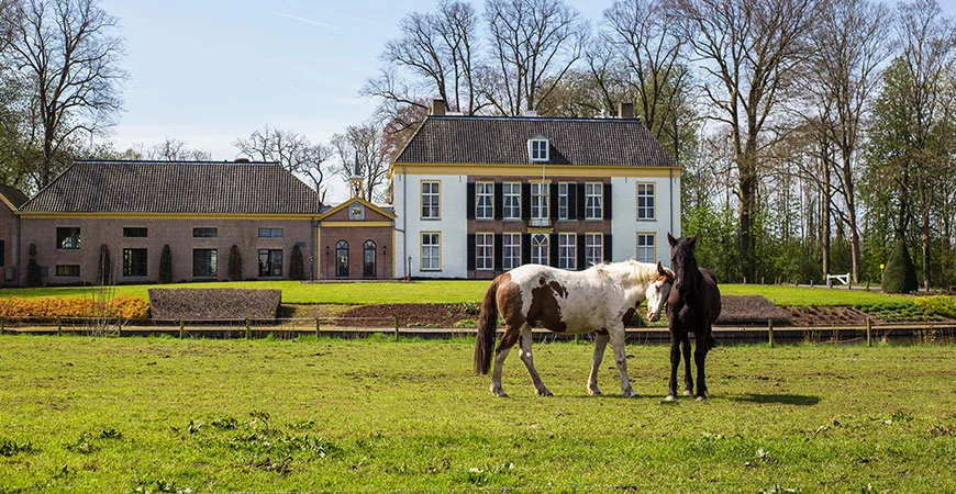 découvrez nos conseils clés pour élever des chevaux colorés en bonne santé et harmonie, incluant soins, alimentation et gestion adaptées.