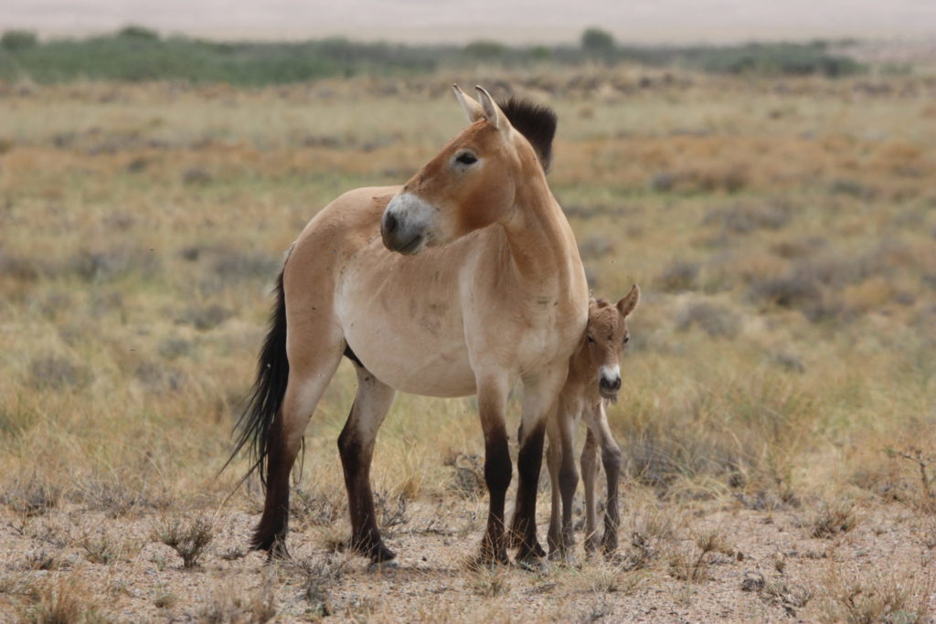 découvrez la migration fascinante des chevaux takh vers l'espagne, un voyage naturel remarquable entre les steppes d'asie centrale et les terres espagnoles.