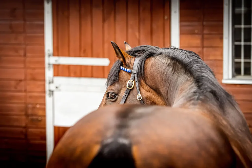 découvrez l'importance des protéines pour la santé et la performance de vos chevaux. optimisez leur alimentation pour un meilleur développement musculaire et une vitalité maximale.