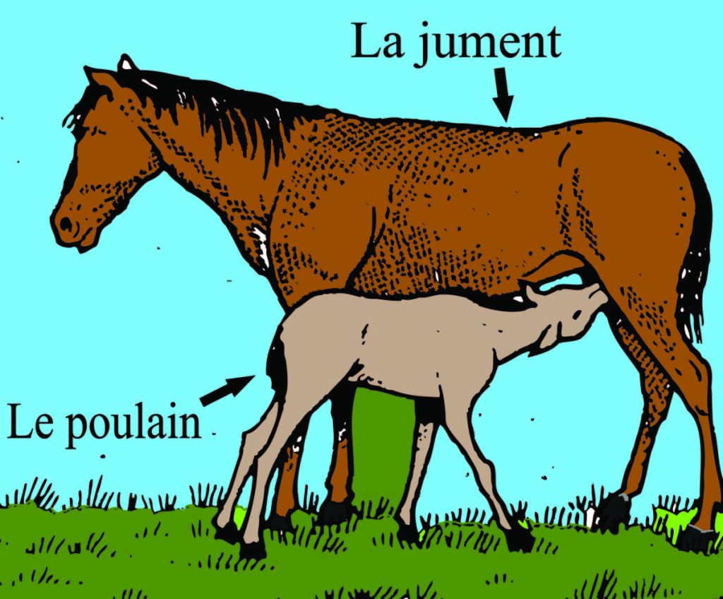 découvrez les méthodes de reproduction naturelle et encadrée du cheval, alliant respect du bien-être animal et optimisation des performances génétiques.
