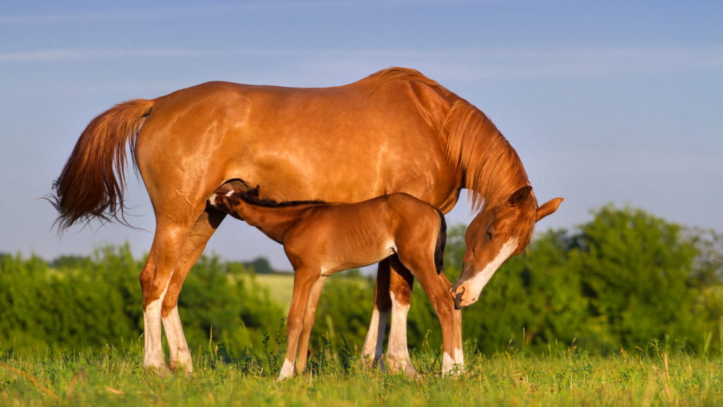 découvrez tout sur la reproduction naturelle et encadrée du cheval, ses méthodes, avantages et conseils pour un élevage réussi.