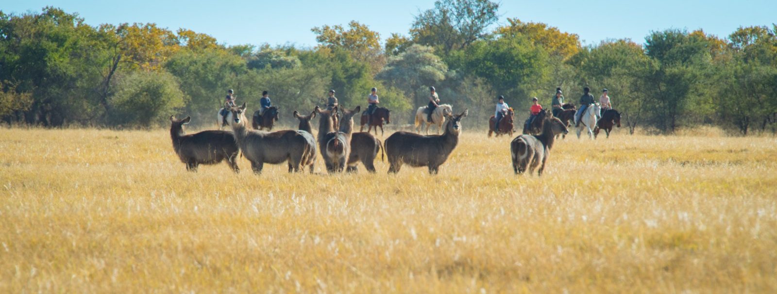 découvrez l'aventure unique d'un safari à cheval en afrique du sud, alliant exploration sauvage et immersion nature au cœur des paysages emblématiques.