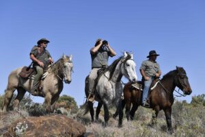découvrez l'aventure unique d'un safari à cheval en afrique du sud, alliant proximité avec la nature sauvage et sensations fortes au cœur des paysages époustouflants.