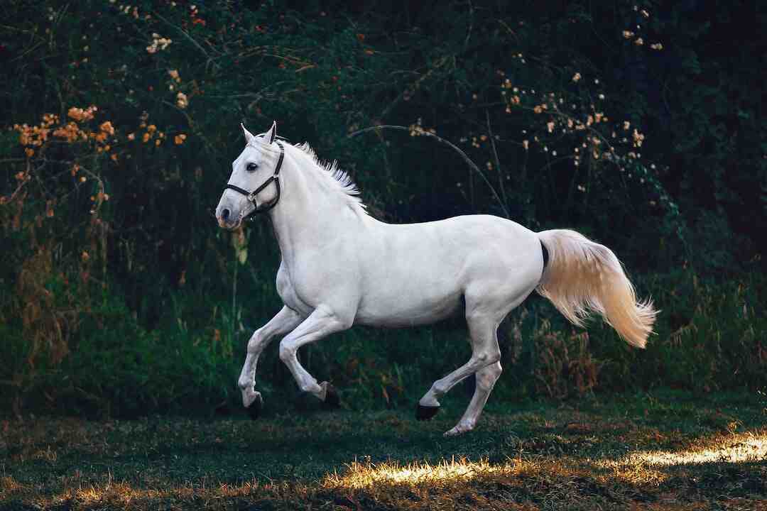 découvrez les règles essentielles et nos conseils pratiques pour réussir vos paris au tiercé 5 chevaux et maximiser vos gains.
