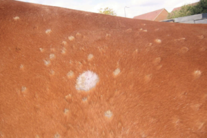 découvrez des solutions naturelles efficaces pour traiter la teigne chez le cheval, favorisant une guérison rapide tout en respectant la santé et le bien-être de votre animal.