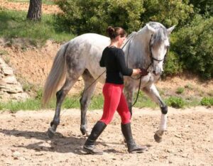 découvrez les techniques efficaces de travail à pied avec votre cheval pour renforcer la confiance et améliorer la communication entre vous deux.