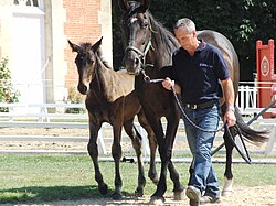 découvrez comment trouver le cheval idéal chez les haras nationaux, avec des conseils experts pour choisir votre compagnon équin parfait.