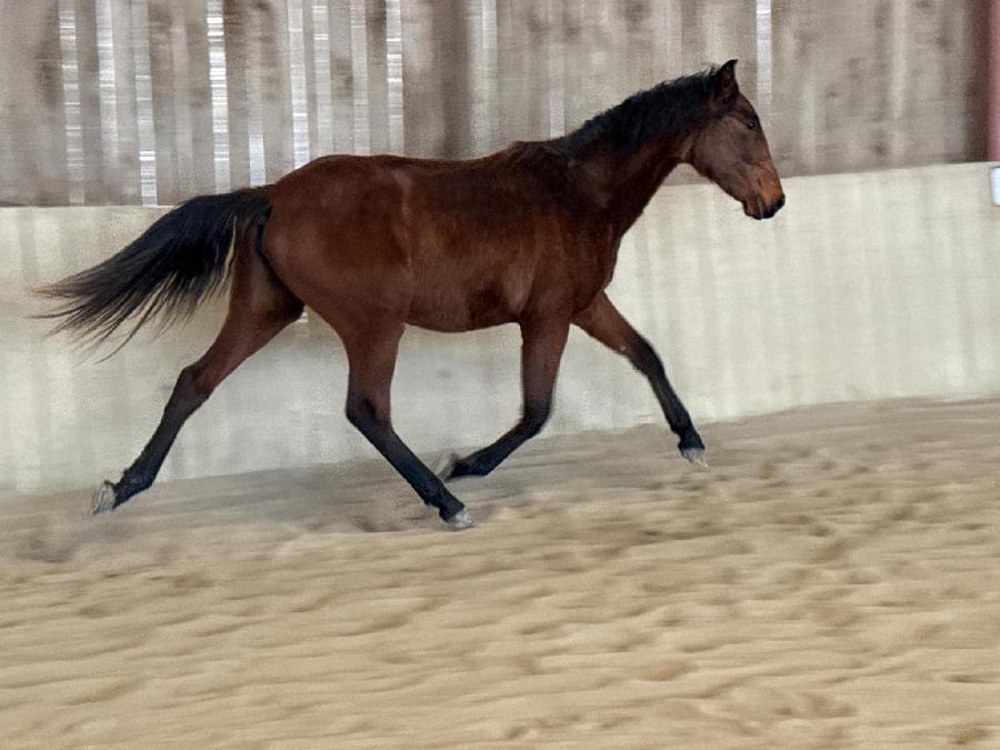 découvrez comment vendre votre cheval rapidement au meilleur prix grâce à nos conseils pratiques et astuces efficaces.