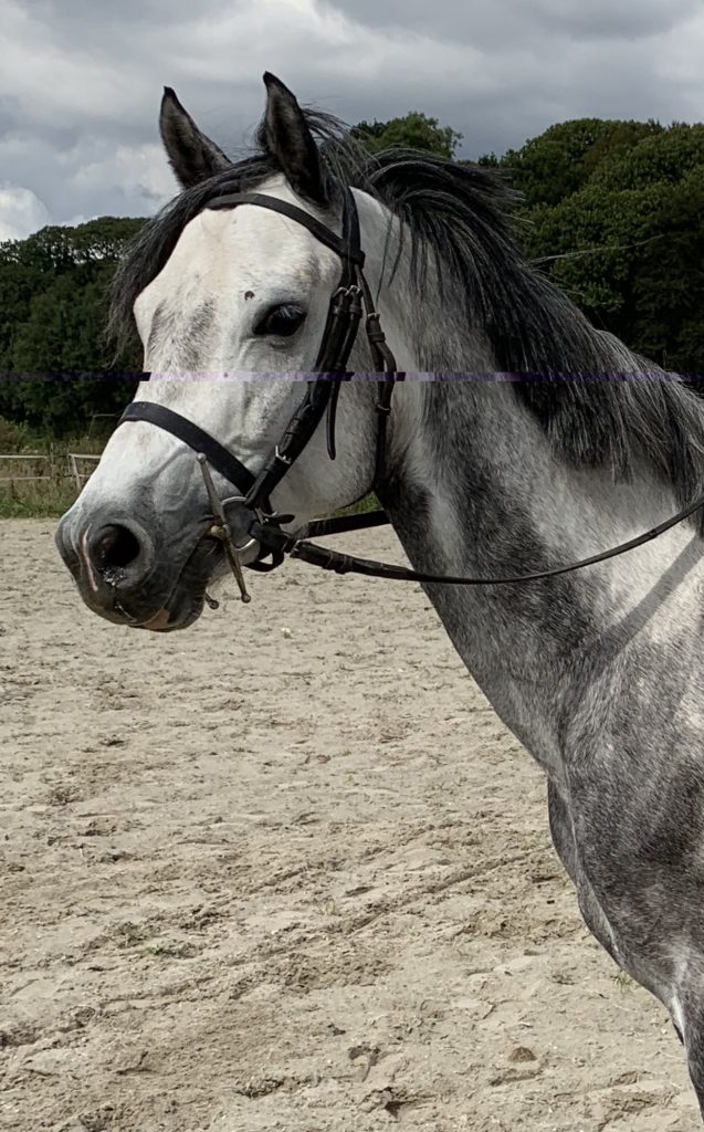 découvrez comment vendre votre cheval rapidement au meilleur prix grâce à nos conseils pratiques et astuces efficaces.