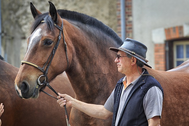 découvrez la vitesse moyenne d'un cheval et nos conseils pratiques pour optimiser vos balades et entraînements équestres en toute sécurité.
