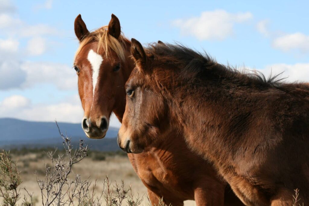 découvrez les enjeux et les méthodes de l'abattage des chevaux sauvages en australie, une pratique controversée visant à gérer la population et protéger l'environnement.