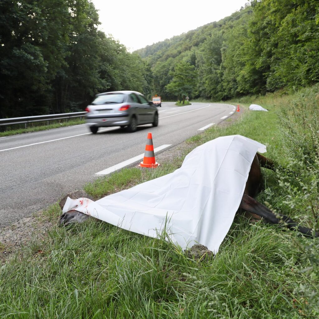 accident mortel entre coursan et cuxac : un cheval tué malgré un signalement préalable. découvrez les circonstances de ce drame survenu sur la route.