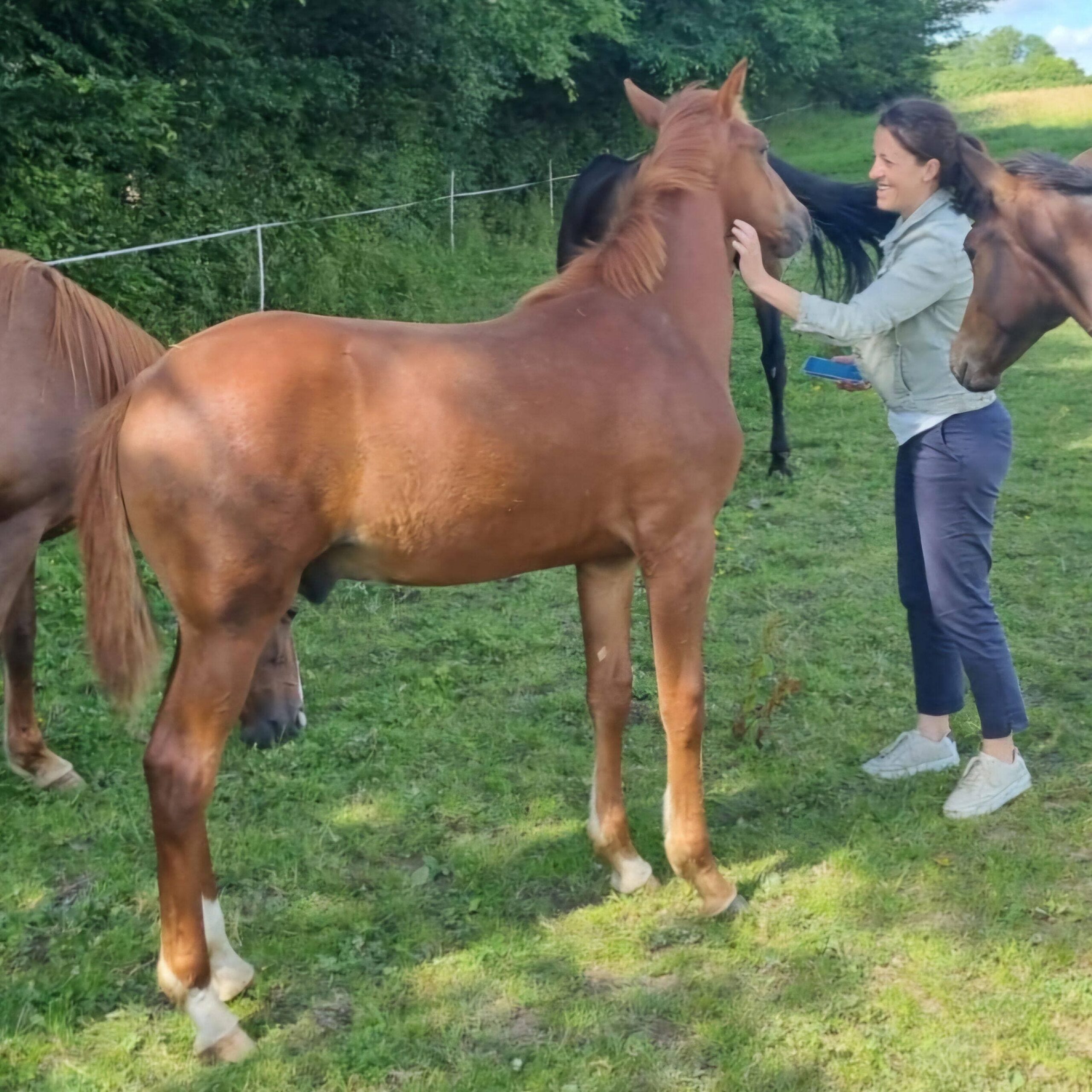 découvrez l'achat de chevaux de course en multipropriété pour partager l'expérience et profiter des compétitions hippiques à moindre coût.