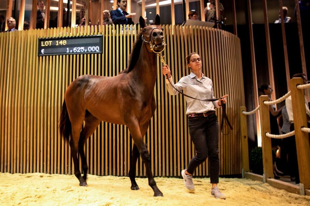 découvrez les avantages de l'achat d'un cheval de course en multipropriété. partagez les coûts et vivez l'excitation des courses hippiques avec d'autres passionnés.
