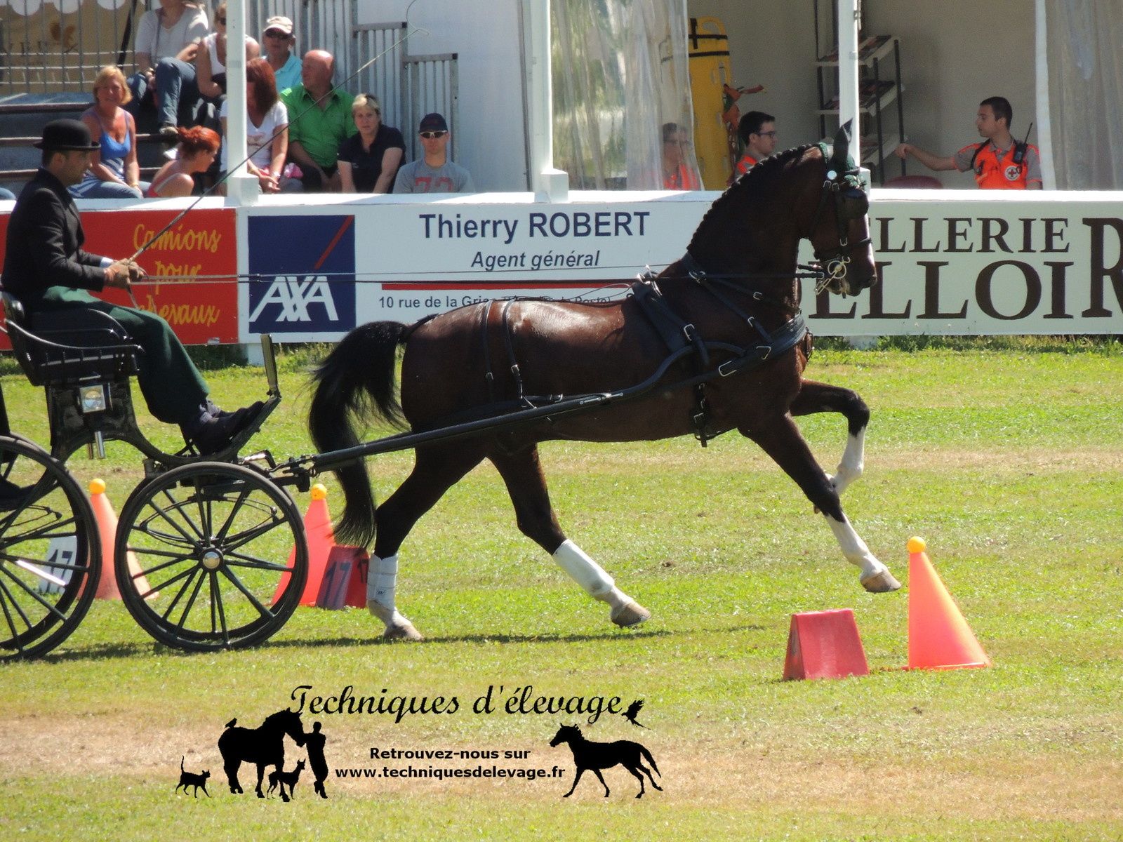 découvrez les avantages de l'orge aplatie pour l'alimentation des chevaux : une source d'énergie facilement digestible, favorisant la performance et la santé de vos équidés.