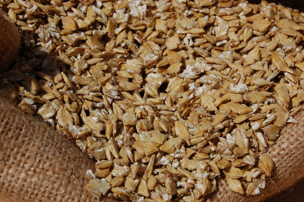 découvrez les nombreux avantages de l'orge aplatie dans l'alimentation des chevaux pour une meilleure digestion et une énergie durable.