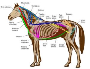 découvrez l'anatomie détaillée du bassin du cheval ainsi que ses fonctions essentielles pour la mobilité et la santé équine.