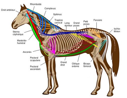 découvrez l'anatomie détaillée du bassin du cheval ainsi que ses fonctions essentielles pour la mobilité et la santé équine.