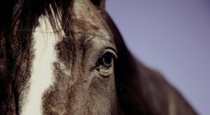 découvrez comment calculer l'âge de votre cheval facilement grâce à des méthodes fiables et pratiques. guide complet pour estimer l'âge de votre équidé.