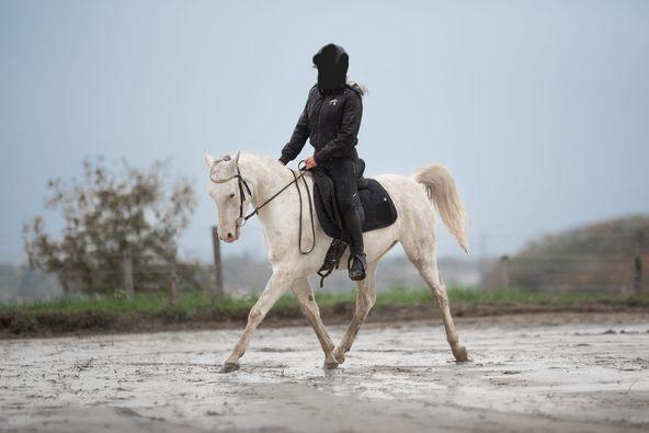 découvrez notre sélection de chevaux à vendre en auvergne. trouvez le compagnon équin parfait pour vos balades, compétitions ou élevage dans la région auvergnate.