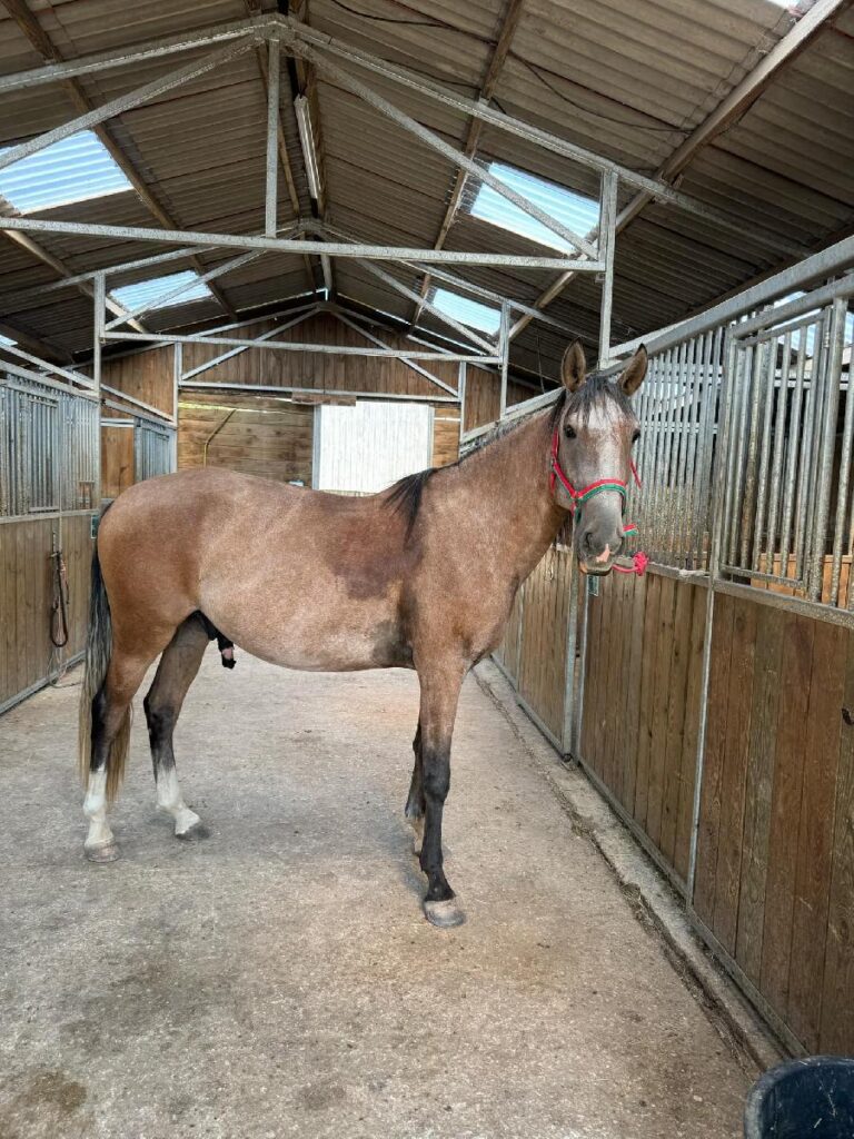 découvrez notre sélection de chevaux à vendre en auvergne. trouvez le compagnon idéal pour l'équitation, adapté à tous les niveaux. livraison possible dans la région.