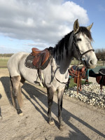 découvrez une sélection de chevaux à vendre en espagne, adaptés à tous les niveaux et disciplines équestres. trouvez votre compagnon idéal dès aujourd'hui.