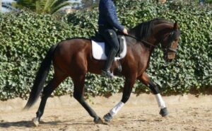 découvrez notre sélection de chevaux à vendre en espagne, adaptés à tous les niveaux et besoins. trouvez votre compagnon équin idéal dès aujourd'hui !