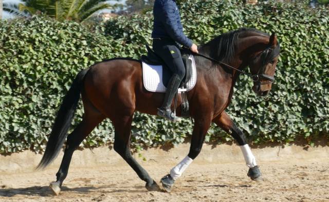 découvrez notre sélection de chevaux à vendre en espagne, adaptés à tous les niveaux et besoins. trouvez votre compagnon équin idéal dès aujourd'hui !