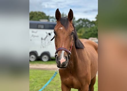 découvrez nos chevaux pas chers à vendre, fiables et en bonne santé. trouvez le compagnon équin idéal à un prix abordable dès maintenant.