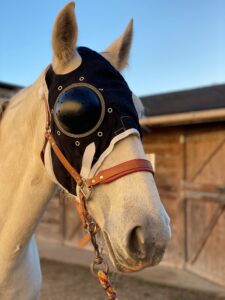 découvrez comment choisir la coque idéale pour votre cheval afin d'assurer confort et protection lors de vos balades et entraînements.