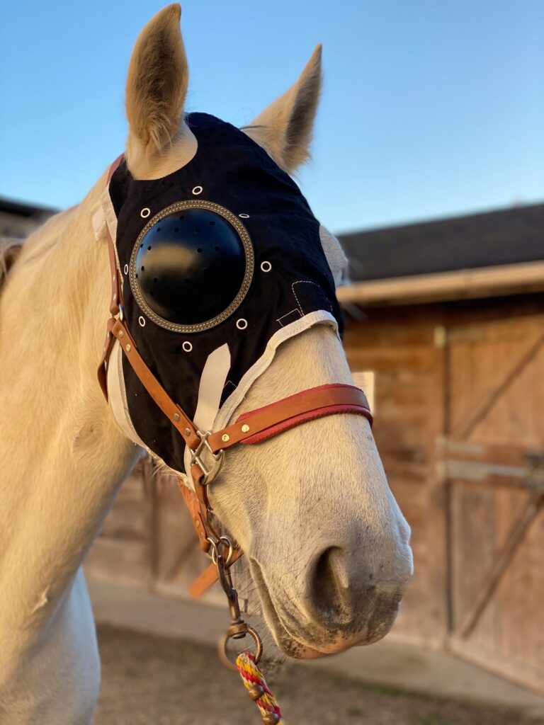 découvrez comment choisir la coque idéale pour votre cheval afin d'assurer confort et protection lors de vos balades et entraînements.