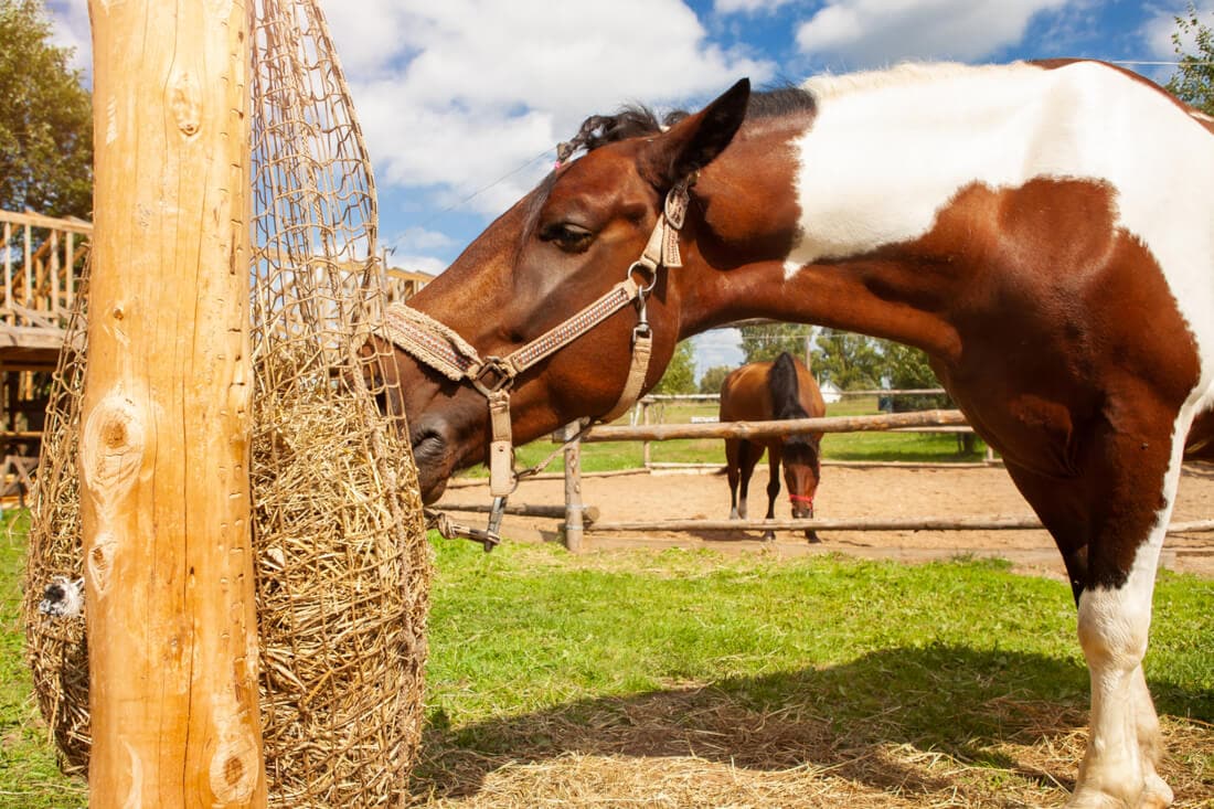découvrez comment choisir la mangeoire à foin idéale pour vos chevaux afin d'assurer une alimentation saine et pratique.