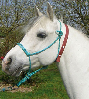 découvrez notre collier anti-tique pour cheval, une solution efficace et naturelle pour protéger votre équidé des tiques et autres parasites tout en assurant son confort.
