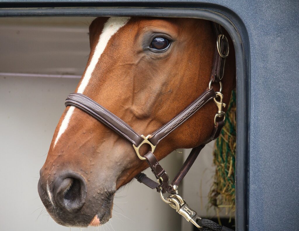 découvrez tout sur le contrat de confiage de cheval : droits, obligations et conseils pour garantir le bien-être de votre cheval en pension.