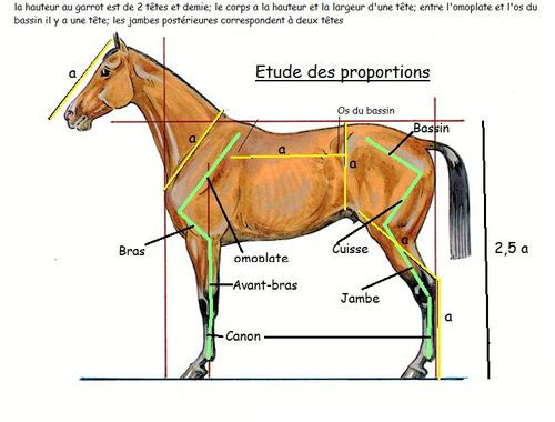 découvrez la coupe cheval idéale pour sublimer votre style avec élégance et modernité. conseils et astuces pour un look parfait.