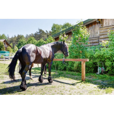 découvrez nos dalles stabilisatrices pour chevaux, conçues pour offrir confort et sécurité optimale à vos animaux tout en stabilisant les surfaces.