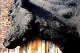 découvrez comment limiter les déplacements pour mieux contrôler la dermatose nodulaire chez les chevaux et assurer leur bien-être.