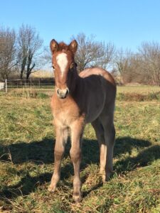 découvrez comment l'élevage en camargue contribue à préserver la santé et la vitalité des jeunes poulains, garantissant leur avenir robuste et naturel.