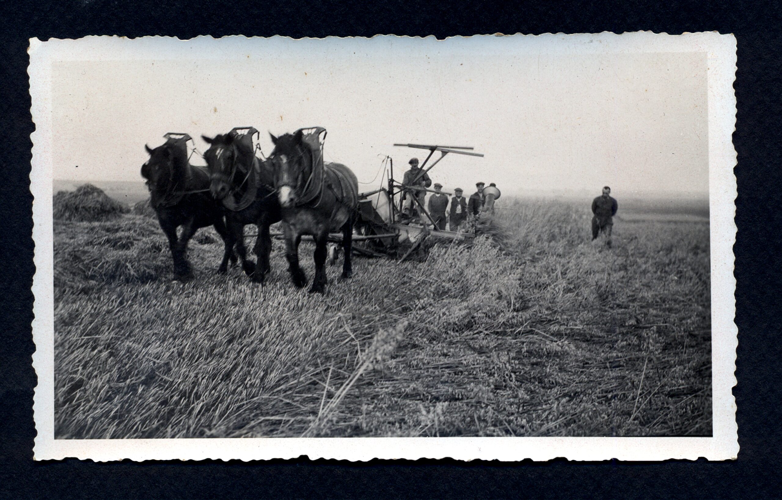 service d'élimination professionnelle des chevaux en milieu rural, respectant les normes environnementales et assurant une gestion éthique et sécurisée.