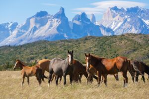 revivez toute l'émotion de l'épisode diffusé samedi à 20h30 de chevaux sauvages en replay. plongez dans l'aventure et les mystères de la série à tout moment.