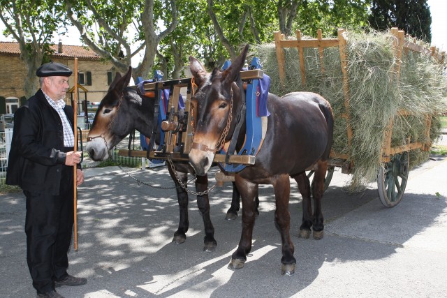 découvrez le foin de crau, une référence en alimentation naturelle pour chevaux, riche en fibres et vitamines, idéale pour leur santé et leur performance.
