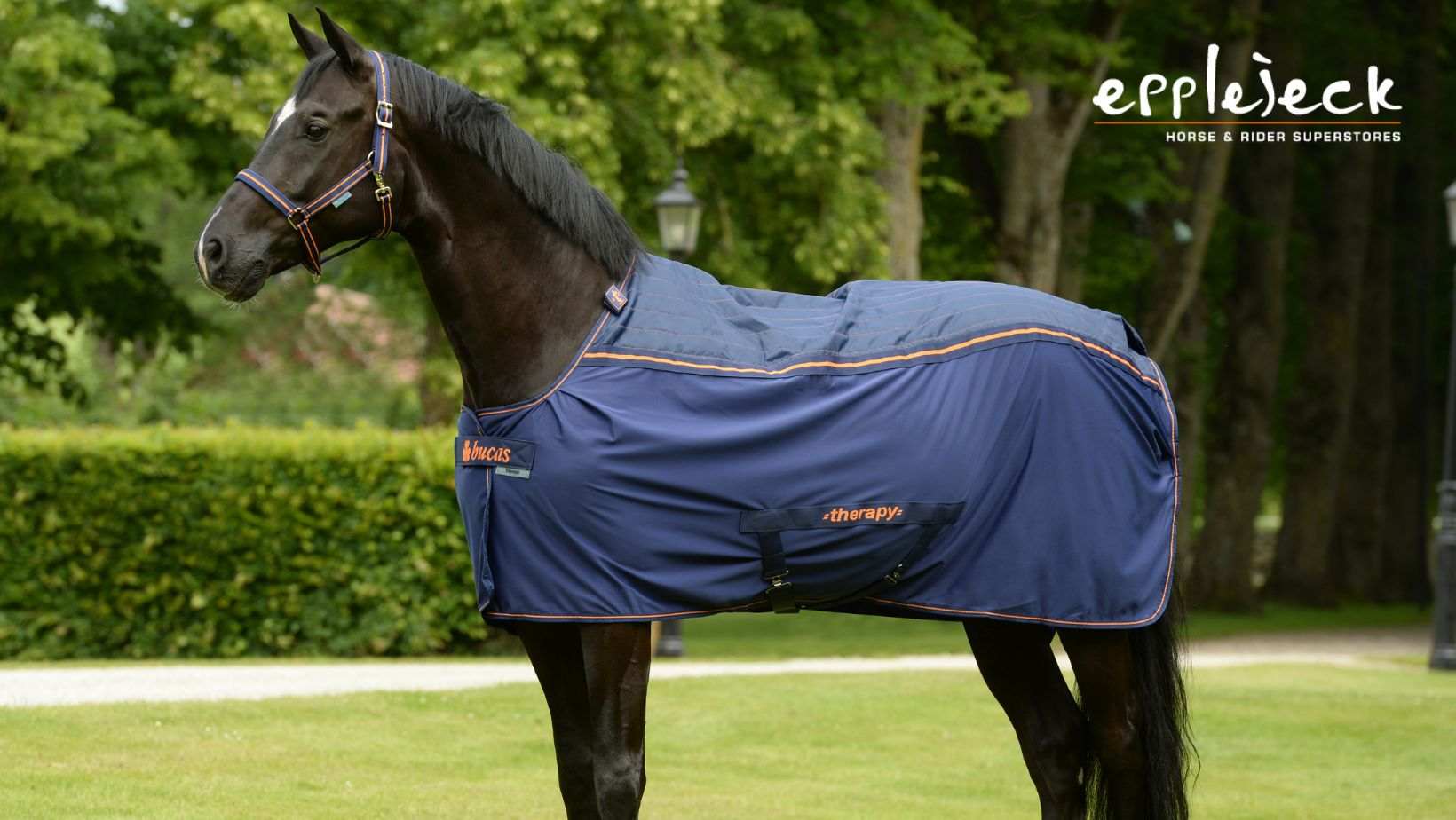 découvrez les avantages et l'utilisation des guêtres magnétiques pour chevaux, conçues pour améliorer la circulation sanguine et favoriser la récupération musculaire.