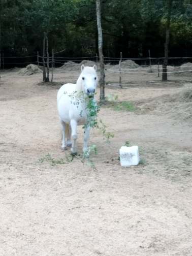 découvrez comment choisir et entretenir une haie fourragère adaptée pour vos chevaux afin de leur offrir une alimentation naturelle et un environnement sain.