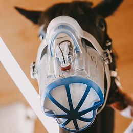 découvrez comment choisir et utiliser un masque nébuliseur pour cheval, afin d'assurer un traitement efficace et confortable pour votre animal.