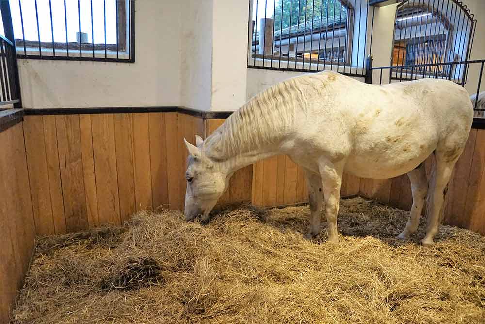 découvrez les bienfaits de la paille pour les chevaux : un matériau naturel, confortable et bénéfique pour leur santé et leur bien-être au quotidien.