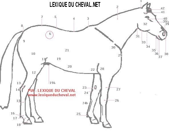 découvrez les différentes parties du corps du cheval, leur anatomie et leur fonction pour mieux comprendre cet animal fascinant.