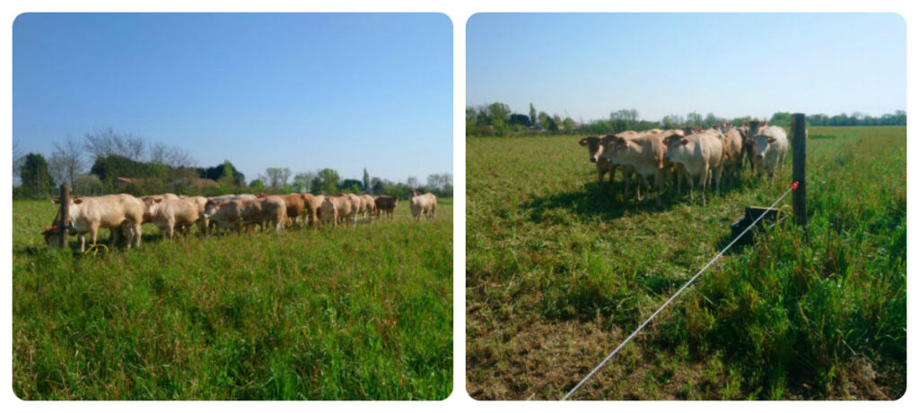 découvrez le pâturage tournant écologique, une méthode durable pour améliorer la santé des sols et le bien-être des animaux tout en respectant l'environnement.