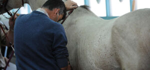 découvrez l'importance de la quarantaine pour prévenir la propagation des maladies virales mortelles chez les chevaux et protéger leur santé.
