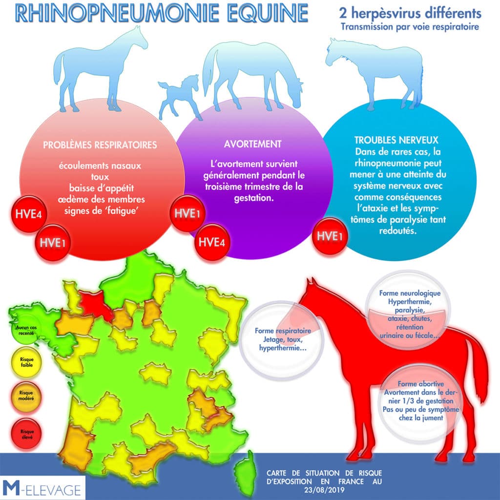 découvrez les informations essentielles sur la rhinopneumonie équine, une maladie respiratoire affectant 9 chevaux avec une fièvre légère, et les mesures de prévention à adopter.